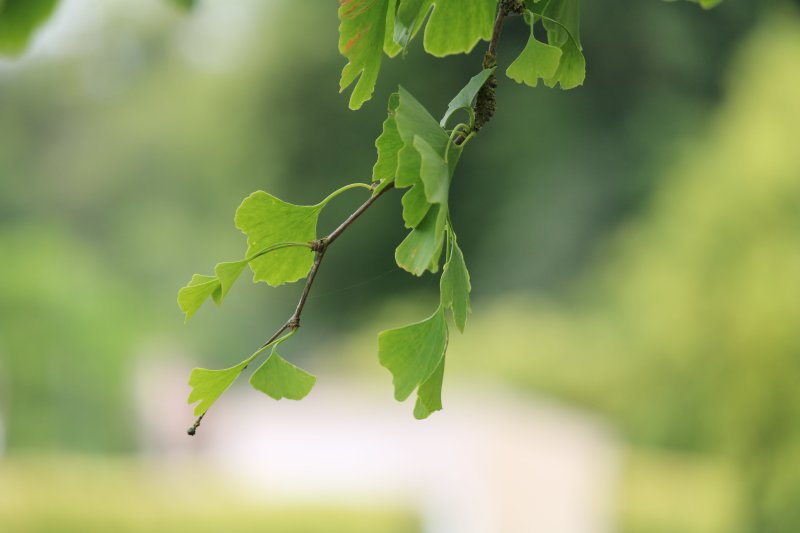 Ginkgo biloba mon arbre préféré pour la forme des feuilles_prise de vue 2. 26 juin 2022 bord du canal derrière résidence du canal. Corentin Costard